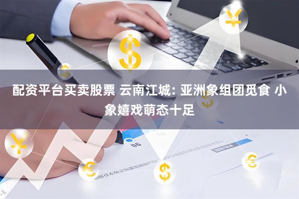 配资平台买卖股票 云南江城: 亚洲象组团觅食 小象嬉戏萌态十足